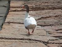 Gans in St. Aubin allein unterwegs