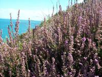 Lilablühende Heide auf unserem Weg