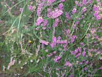 Klippenwanderung von der Bouley Bay zur Rozel Bay 
