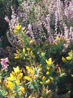 Stechginster und lila Heide