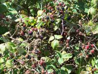 Brombeerhecken links und rechts des Pfades