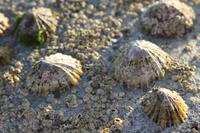 versteinerte Muscheln