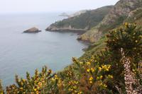 Ginster an der Nordküste