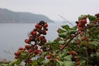 leckere Brombeeren am Wegesrand