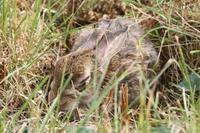 Häschen in der Grube...