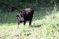 Jangus Kuh (Kreuzung aus Jersey- und Angus-Kuh)