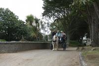 Pferdekutsche auf Sark