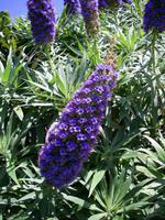 Blütenpracht auf Sark