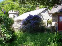 Californischer Flieder