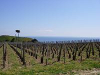 Weinfelder auf der Insel Sark