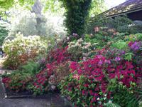 Blütenpracht im Coronation Park