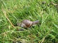 Schnecke