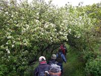 alles blüht herrlich