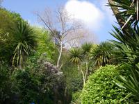 herrliche Flora auf dem Corbière Walk