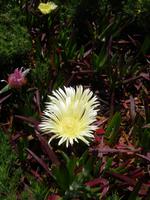 Mittags- oder Hottentotten-Blume