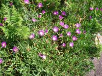 Mittags- oder Hottentotten-Blume auch in lila