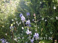 Blumenwiese auf Sark