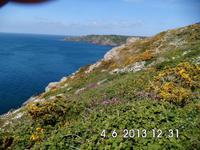 wilde Blumen auf Guernsey