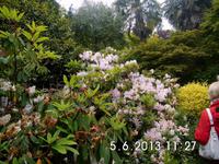Rhododendron