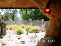 Die aufmerksamen Erdmännchen