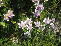 Passionsblumen im Garten der Seigneurie