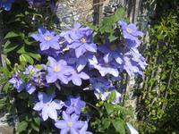 Clematis im Garten der Seigneurie