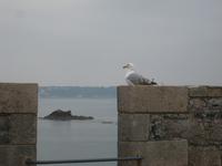 Elizabeth Castle Jersey