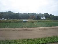 Kartoffelfelder auf Jersey