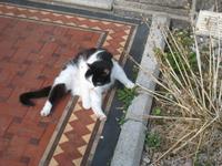 auch Katzen gibt es in Jersey