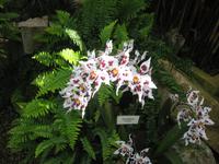 Orchidee in der Eric Young Fundation