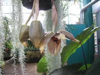 Orchidee in der Eric Young Fundation