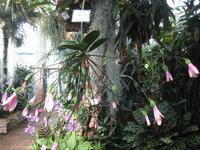 Orchidee in der Eric Young Fundation