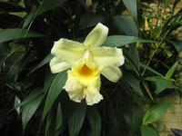 Orchidee in der Eric Young Fundation