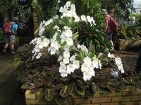 Orchidee in der Eric Young Fundation