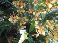 Orchidee in der Eric Young Fundation