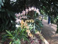 Orchidee in der Eric Young Fundation