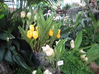 Orchidee in der Eric Young Fundation