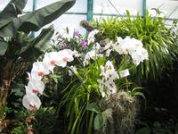 Orchidee in der Eric Young Fundation