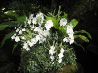 Orchidee in der Eric Young Fundation