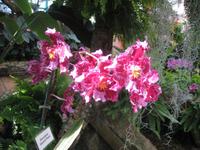 Orchidee in der Eric Young Fundation