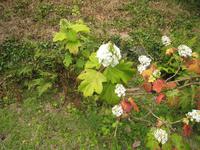 Ahornblatthortensie im Privatgarten von Mr. und Mrs.Bieni