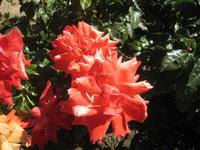 Rosengarten im Coronation Park