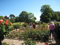 Rosengarten im Coronation Park
