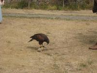 Falkenschau im Gorey Castle
