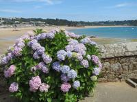 032_Horthensie an St. Brelades Bay