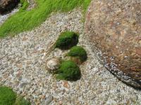 053_Flutrückstände