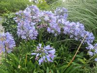 065_im Coronation Park_blaue Akapantus