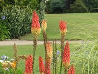 067_im Coronation Park_Zylinderlilie