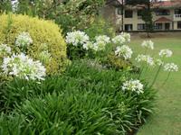 068_im Coronation Park_weiße Akapantus