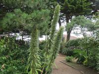 069_im Coronation Park_Natternkopf